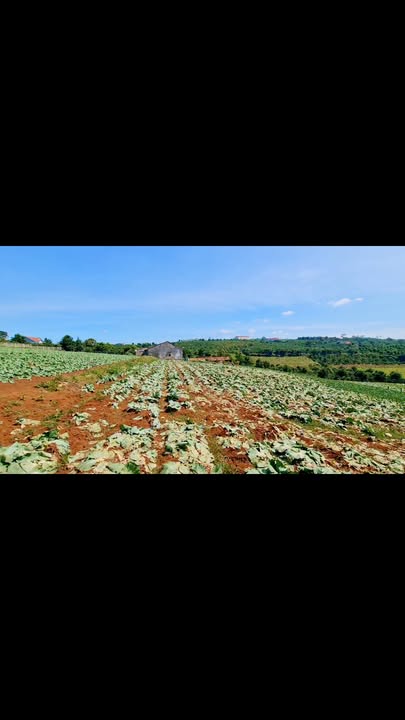 Đất thổ cư Hoài Đức Lâm Hà 1063m² chỉ 920 triệu - Đầu tư sinh lời ngay!