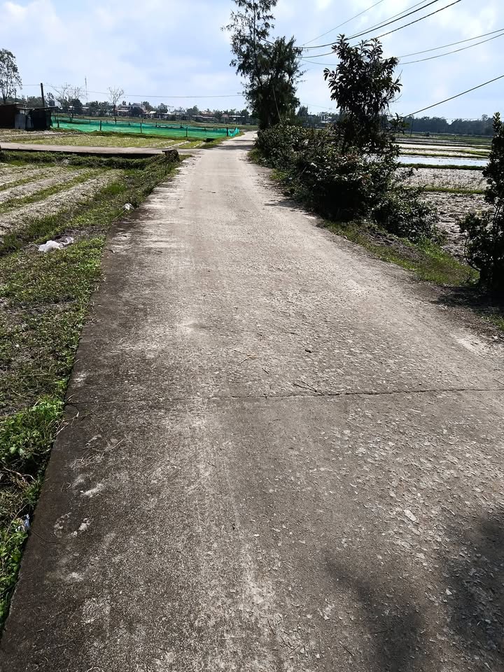 Đất trồng cây Tam Thăng 320m² giá thỏa thuận - Ô tô vào tận nơi!