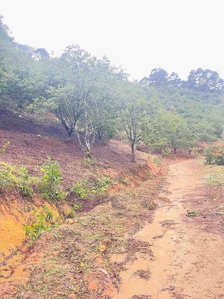 Đất vườn nghỉ dưỡng D’Ran 1052m² giá chỉ 990 triệu - Sẵn vườn hồng lâu năm!