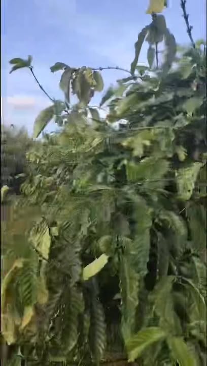 Farm 20,000m² tại Krông Búk giá 5 tỷ - Đất đẹp, thích hợp kinh doanh!