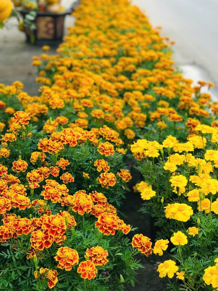 Đất nền Hẻm 74 Trần Phú, Tây Ninh 576m² giá chỉ 7.08 tỷ - Đầu tư sinh lời ngay!