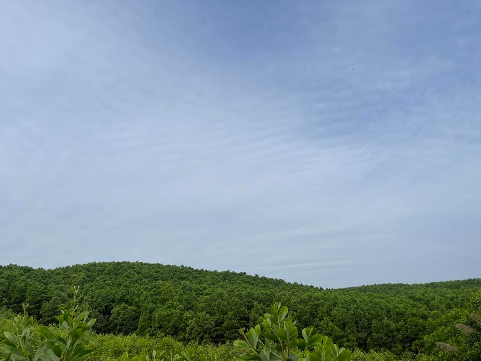 Đất rừng Phú Lương 15ha giá thỏa thuận - Đầu tư sinh lời cao!