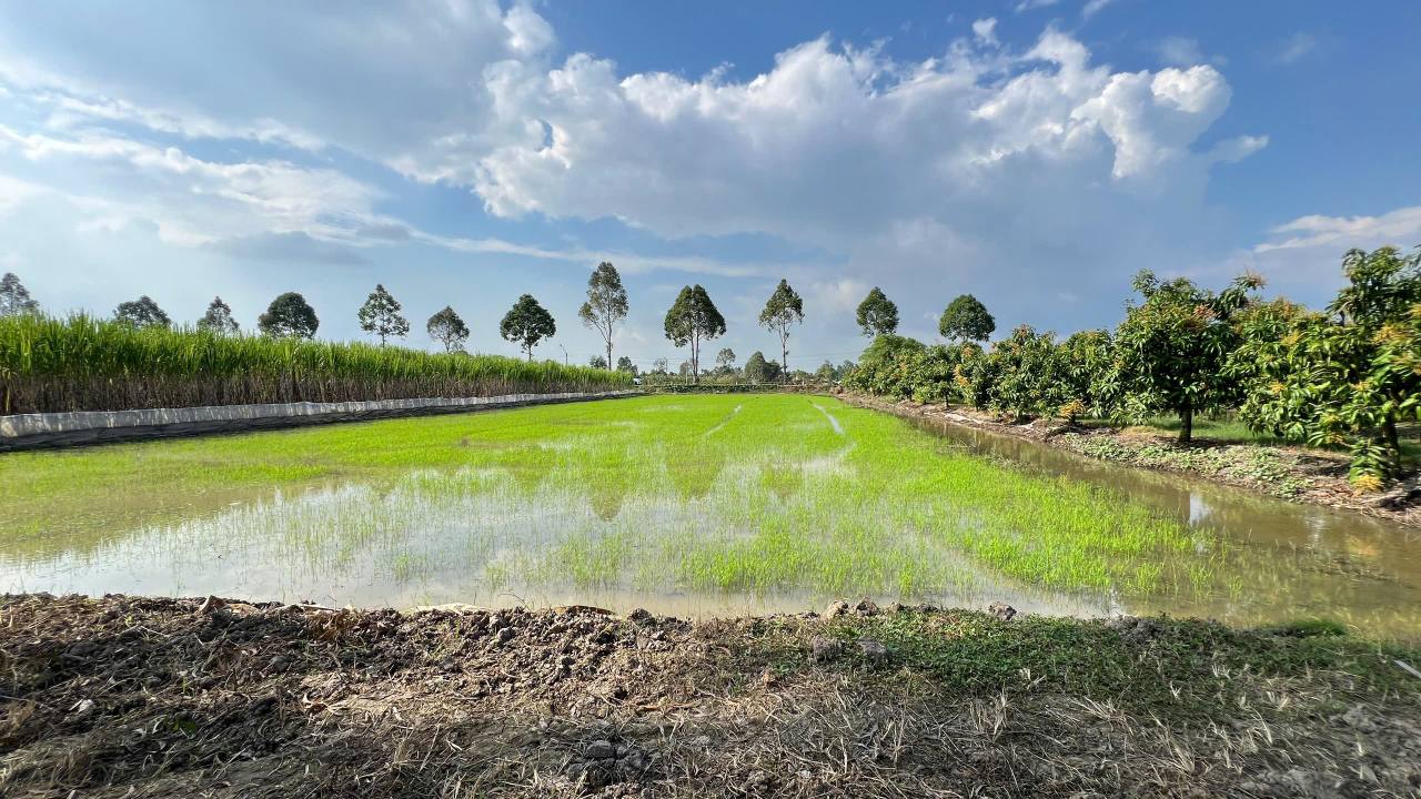 Đất nền 2054m² xã Tân Hòa - Cần Thơ giá 2 tỷ - Mặt tiền quốc lộ 61C, cơ hội đầu tư hấp dẫn!