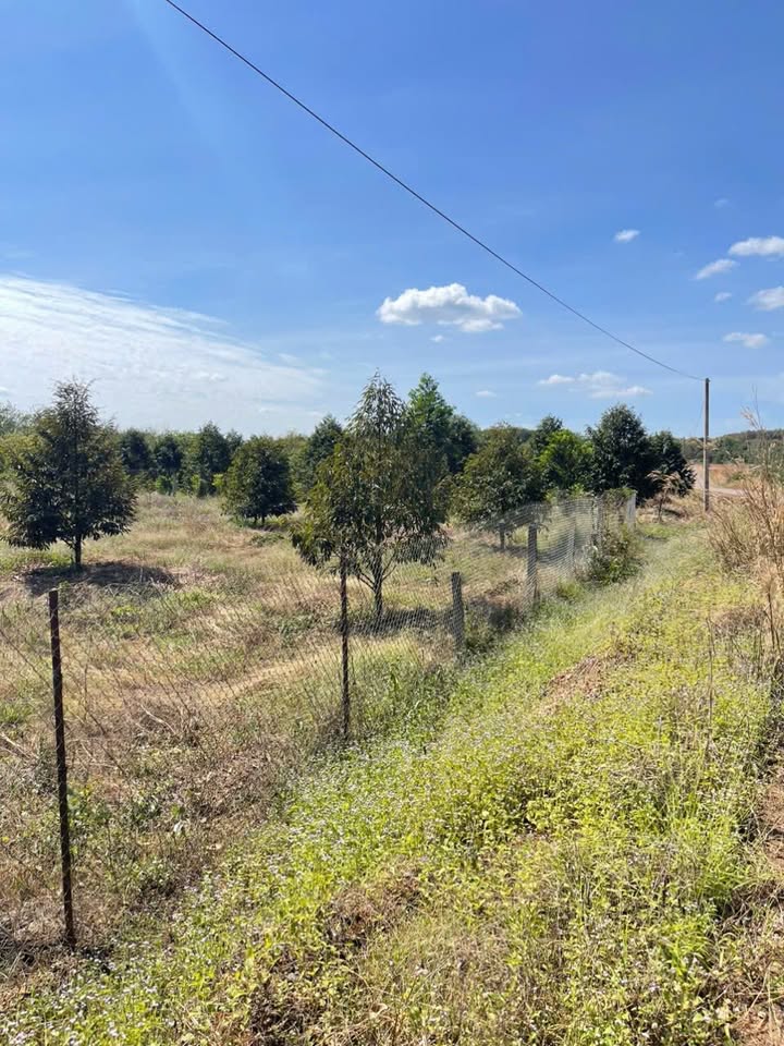 Bán vườn sầu riêng Long Hà - Phú Riềng 680m² giá 450 triệu - Đất đẹp, pháp lý rõ ràng!