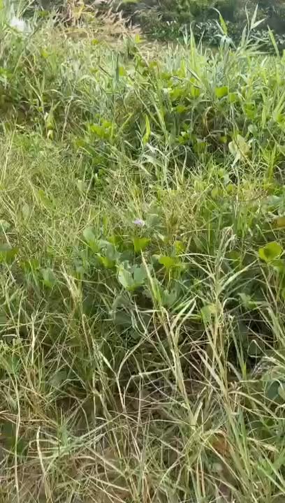 Đất mặt tiền Quốc lộ N2 Thủ Thừa 4300m² - Cơ hội đầu tư hấp dẫn!