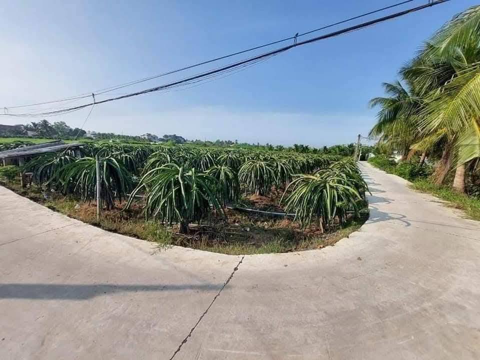 Đất lúa 2 công xã An Vĩnh Ngãi, Tân An, 3.4 tỷ - Đầu tư sinh lời nhanh!