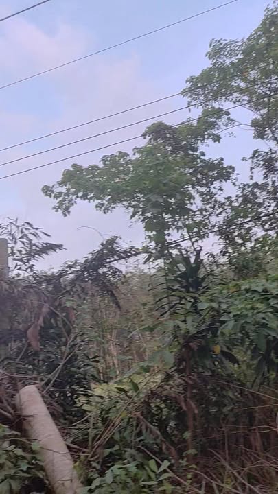 Đất thổ cư mặt tiền Phước Hòa, Phú Giáo 285m² giá 1.1 tỷ - Cơ hội đầu tư hấp dẫn!