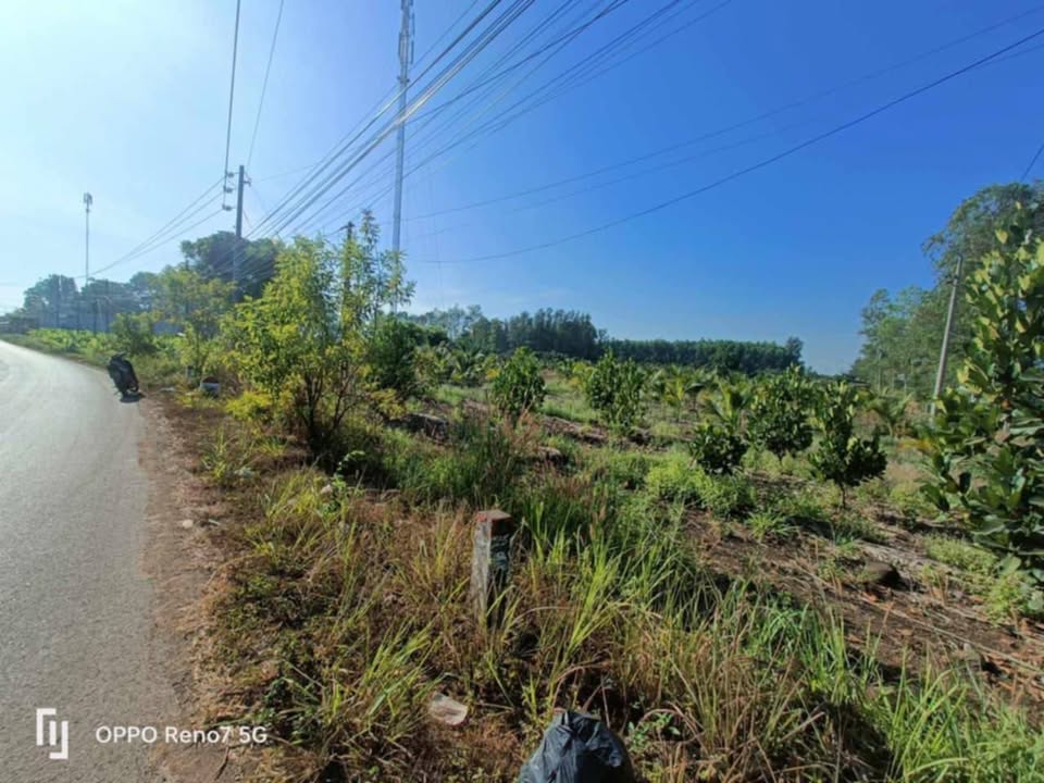 Lô đất Farm 3ha Mặt tiền đường nhựa Đất Bằng - Giá chỉ 11 tỷ - Cơ hội đầu tư hấp dẫn!