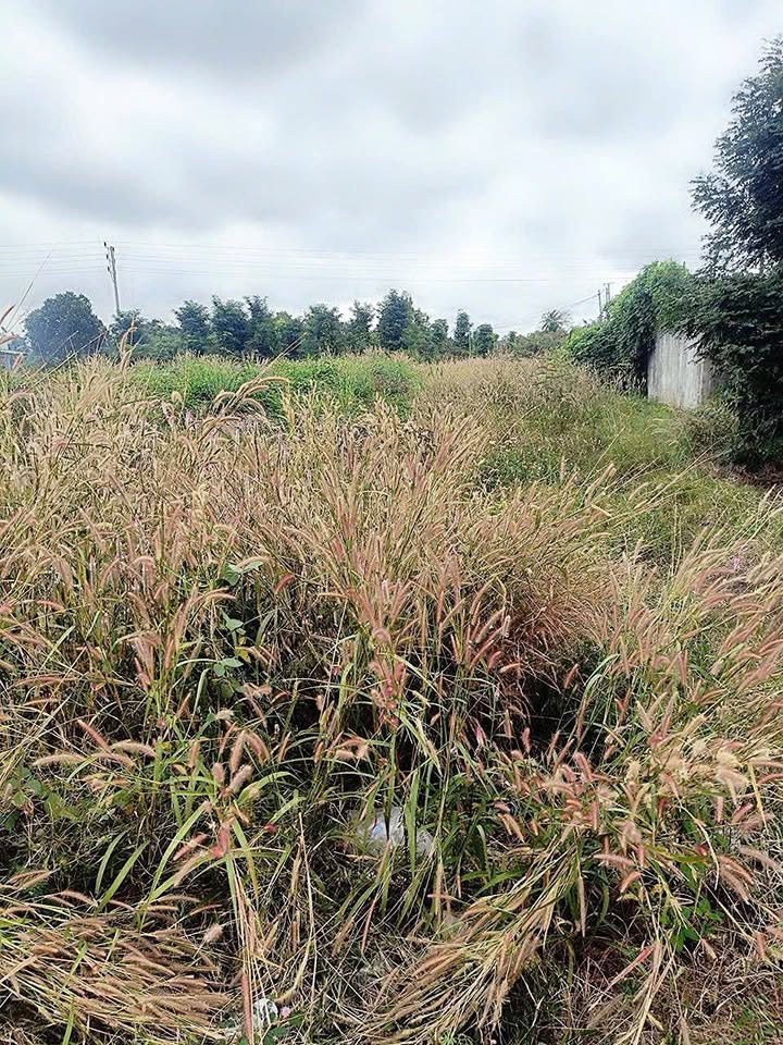 Đất thổ cư Hòa Phú, Buôn Ma Thuột 150m² - Giá chỉ 500 triệu, cơ hội đầu tư hiếm có!