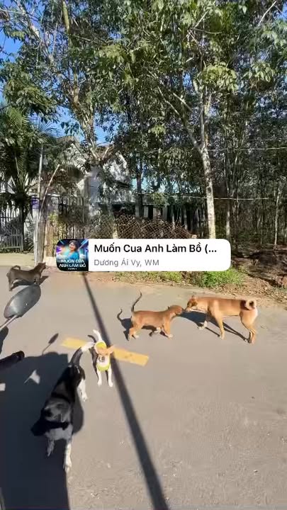 Đất nền Phước Hòa, Phú Giáo 650m² chỉ 1.65 tỷ - Cơ hội đầu tư tuyệt vời!