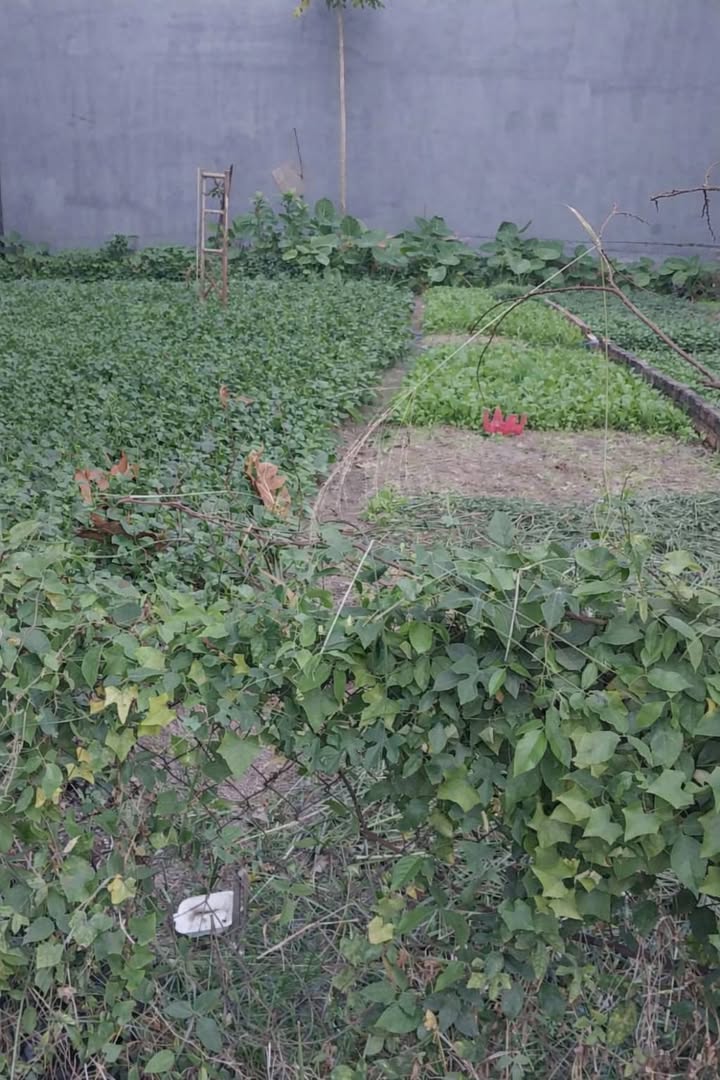 Đất nền khu phố 2A, phường Long Bình, 120m² - Sổ hồng chính chủ, giá tốt thương lượng!