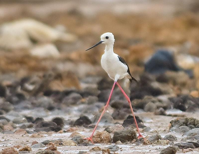 Đất nền 2 mặt tiền An Điền, Bến Cát 867m² giá chỉ 2.1 tỷ - Cơ hội đầu tư hấp dẫn!