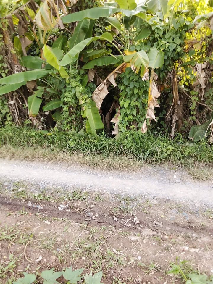 Đất vườn An Bình, Long Hồ 931m² giá 550 triệu - Cơ hội đầu tư tuyệt vời!