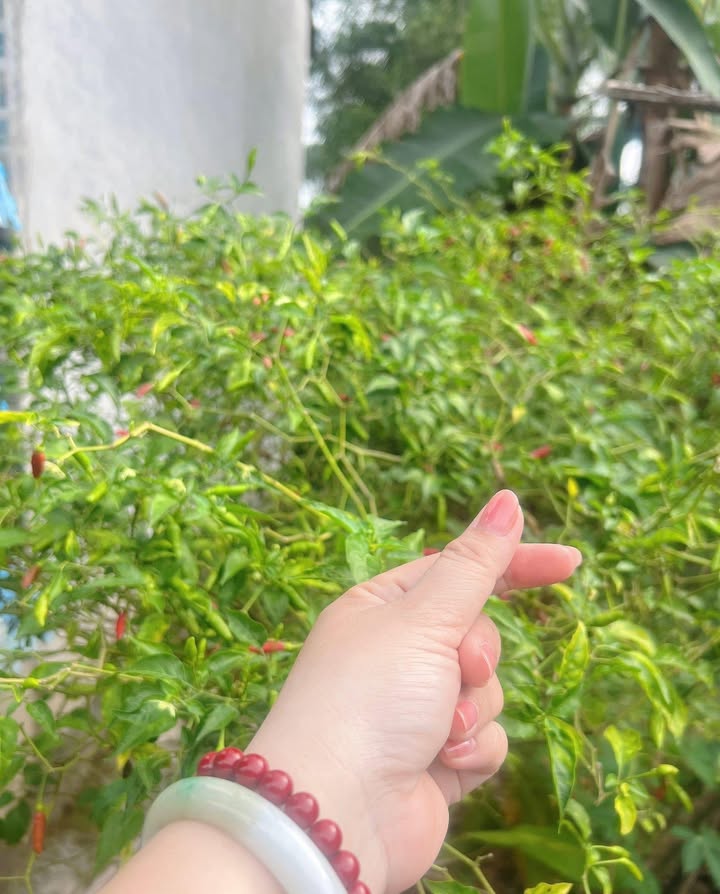 Đất nền Ấp Sông Mây, xã Bình Minh, 100m² giá 390 triệu - Sổ hồng chính chủ