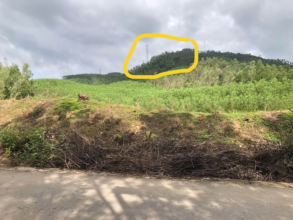 Đất Farm 1.3ha tại Bình Tường, Tây Sơn - Giá tốt, sổ hồng riêng!