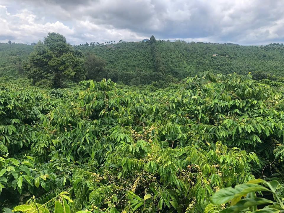 Farm Rẫy Đẹp Nhân Đạo Đắk R'Lấp 1,8ha giá 3,8 tỷ - Sẵn sàng vào ở!