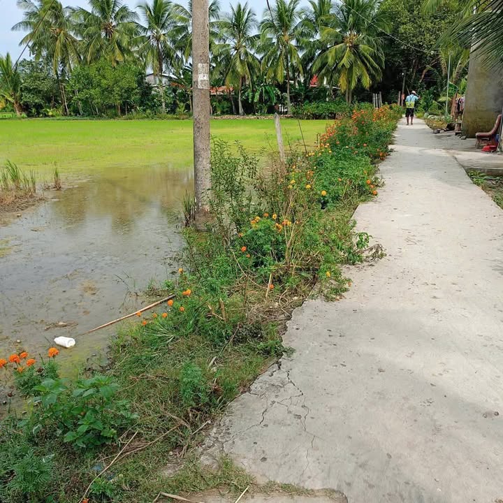 Đất ruộng Trường Thọ, Long Phú 2340m² giá 580 triệu - Cơ hội đầu tư tuyệt vời!