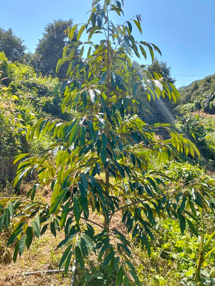 Đất vườn Đạ Tồn 5.000m² giá 450 triệu - Cơ hội đầu tư tuyệt vời!