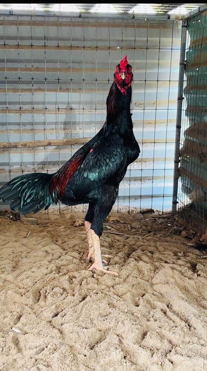 Đất nền Kiến An Hải Phòng 143m² giá chỉ 20 triệu/m² - Cơ hội đầu tư hiếm có!