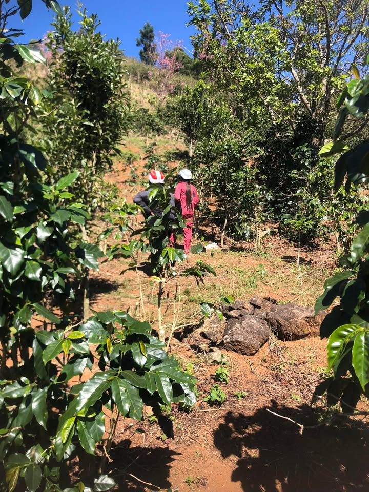 Đất sổ đỏ Langbiang Đà Lạt 705m² giá 1.2 tỷ - Đầu tư sinh lời ngay!