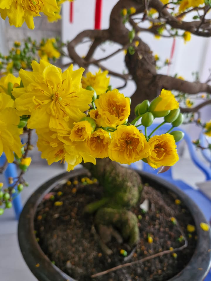 Lô đất tái định cư Bửu Long 72.24m² giá 3.5 tỷ - Hạ tầng hoàn thiện, tiện ích đầy đủ!