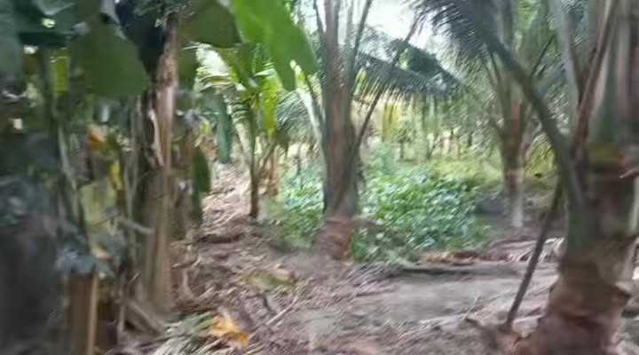 Mảnh vườn 5800m² tại Phường 1, TP Vị Thanh, Hậu Giang giá 2.3 tỷ - Cơ hội đầu tư hấp dẫn!