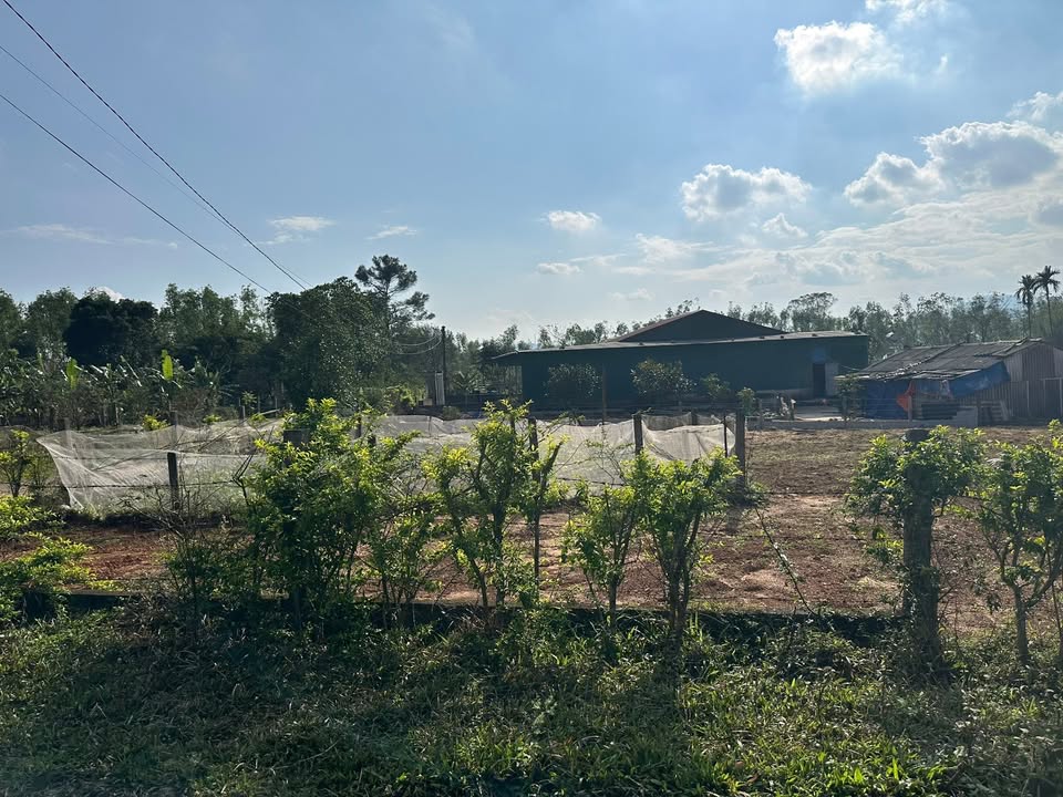 Đất ở Nam Điền, Thạch Hà 1000m² giá 1.1 tỷ - Phù hợp làm nhà vườn!