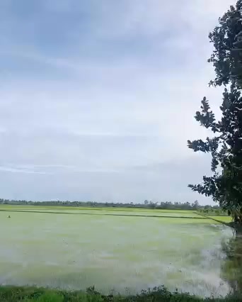 Đất nền 30000m² ấp 1 Mỹ Thạnh Bắc giá 6.3 tỷ - Đầu tư sinh lời ngay!