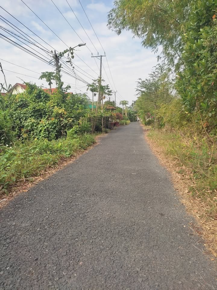 Bán vườn xoài mặt tiền đường nhựa 12,850m² xã Nhị Mỹ - Cơ hội đầu tư hấp dẫn!