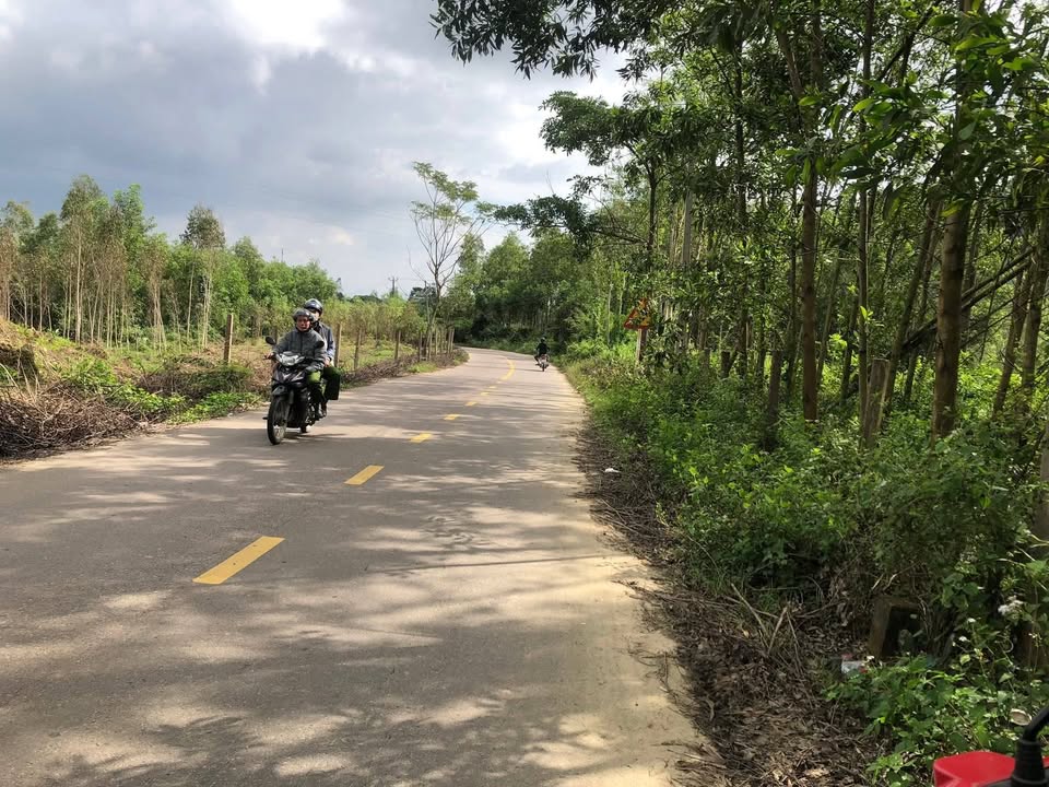 Farm 1,3ha tại Bình Tường, Tây Sơn - Sổ hồng riêng, giá thỏa thuận hấp dẫn!