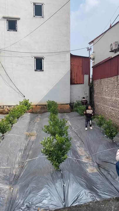 Đất nền Đông Tảo, Khoái Châu 70m² giá thỏa thuận - Chính chủ bán gấp!