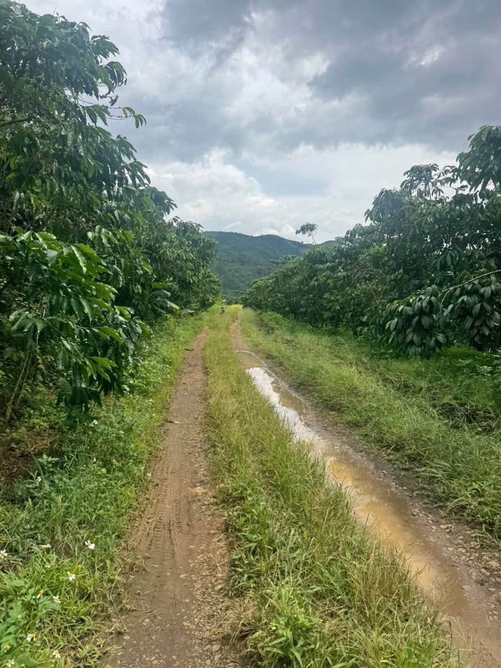 Đất nền Lộc Đức Bảo Lâm 4300m² giá 1.55 tỷ - Đường xe tải, điện nước đầy đủ!