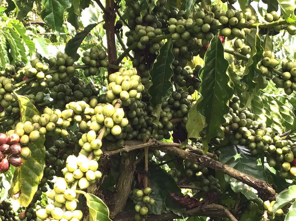 Farm Đạ Rsal Đam Rông 1,8 hecta giá 6,2 tỷ - Đầu tư sinh lời bền vững!