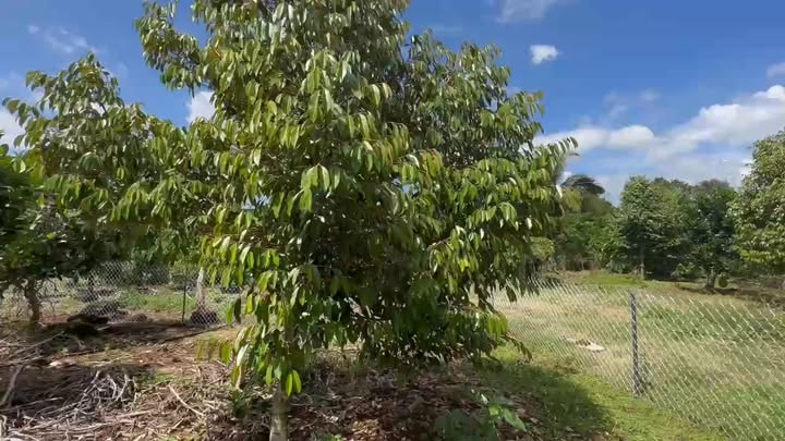 Đất trồng cây lâu năm Tân Phú 3000m² giá 1.5 tỷ - Cơ hội đầu tư hấp dẫn!