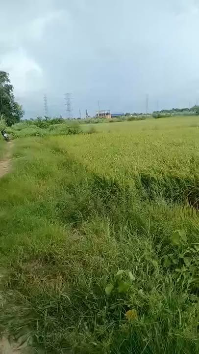 Đất ruộng 50 công tại Mỹ Chánh, Châu Thành, Trà Vinh - Giá chỉ 6 tỷ!