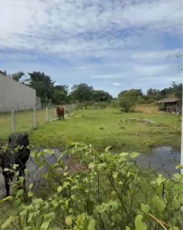 Đất thổ cư 270m² tại Mỹ Hạnh Bắc, Đức Hòa, giá 1.55 tỷ - Sổ đỏ chính chủ, công chứng ngay!