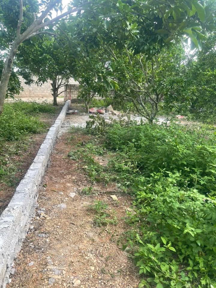 Đất thổ cư Thanh Hải, Lục Ngạn, Bắc Giang 165m² giá 400 triệu - Cơ hội đầu tư hấp dẫn!