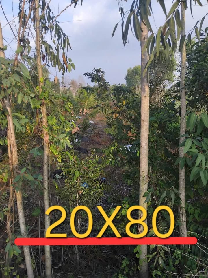 Đất vườn ấp 2, xã Hựu Thạnh, 1600m² giá 5 tỷ - Chính chủ bán gấp!