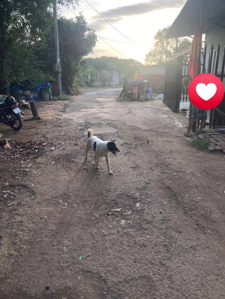 Đất nền 500m² tại ấp 3 Phước Bình, Long Thành - Giá chỉ 1 tỷ VND!