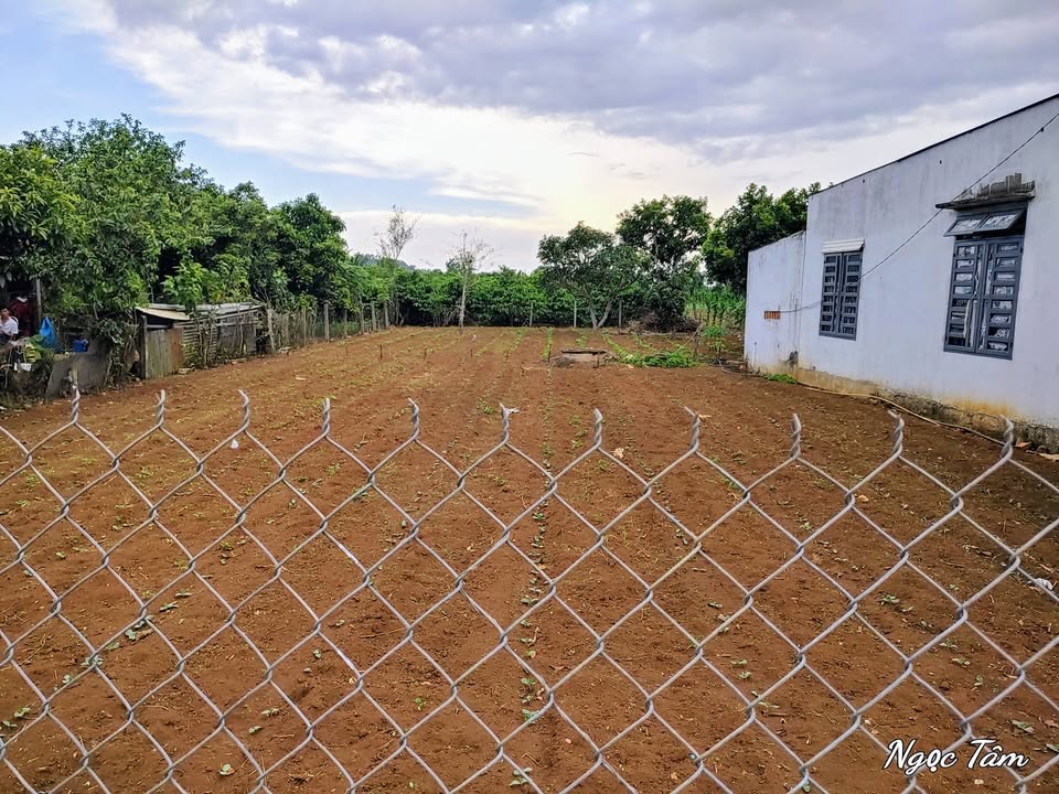 Đất thổ cư 77m² tại xã Tân Hội, Đức Trọng, Lâm Đồng - Sổ hồng chính chủ, giá chỉ 890 triệu!