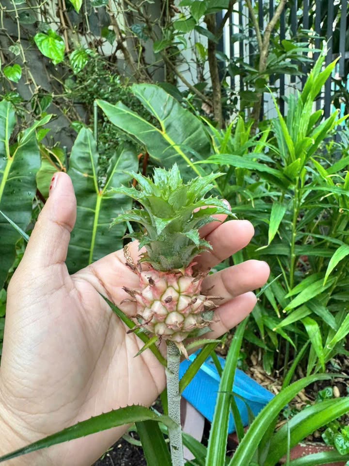 Nhà riêng Tân Bình 100m² giá 6 tỷ - Trung tâm tiện lợi!