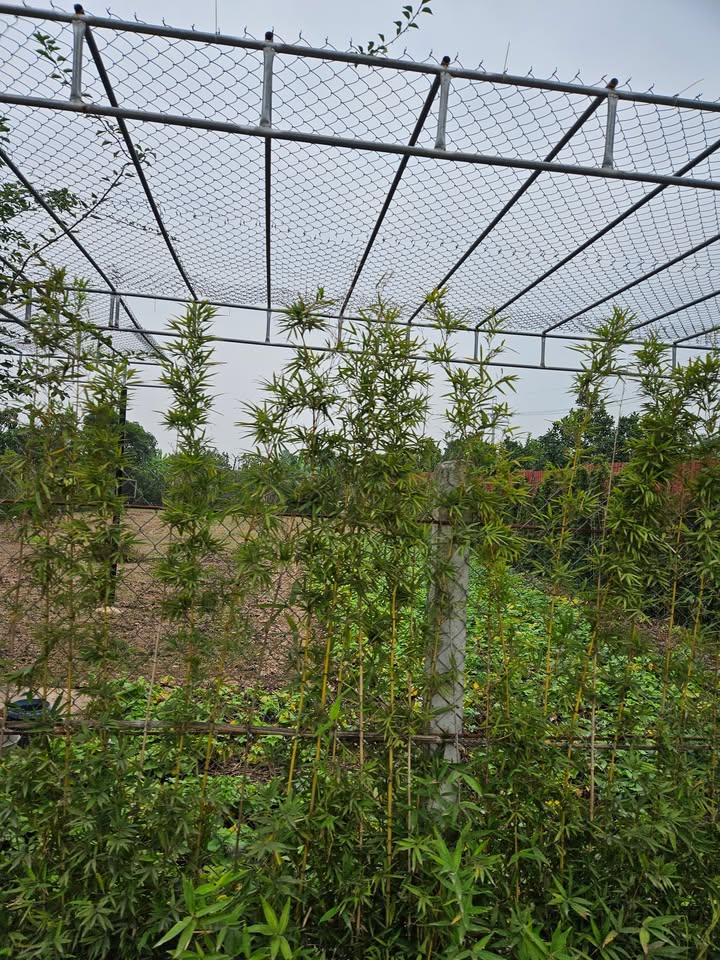 Đất vườn Yên Mỹ Thanh Trì 318m² giá 922.2 triệu - Tiềm năng kinh doanh lớn!