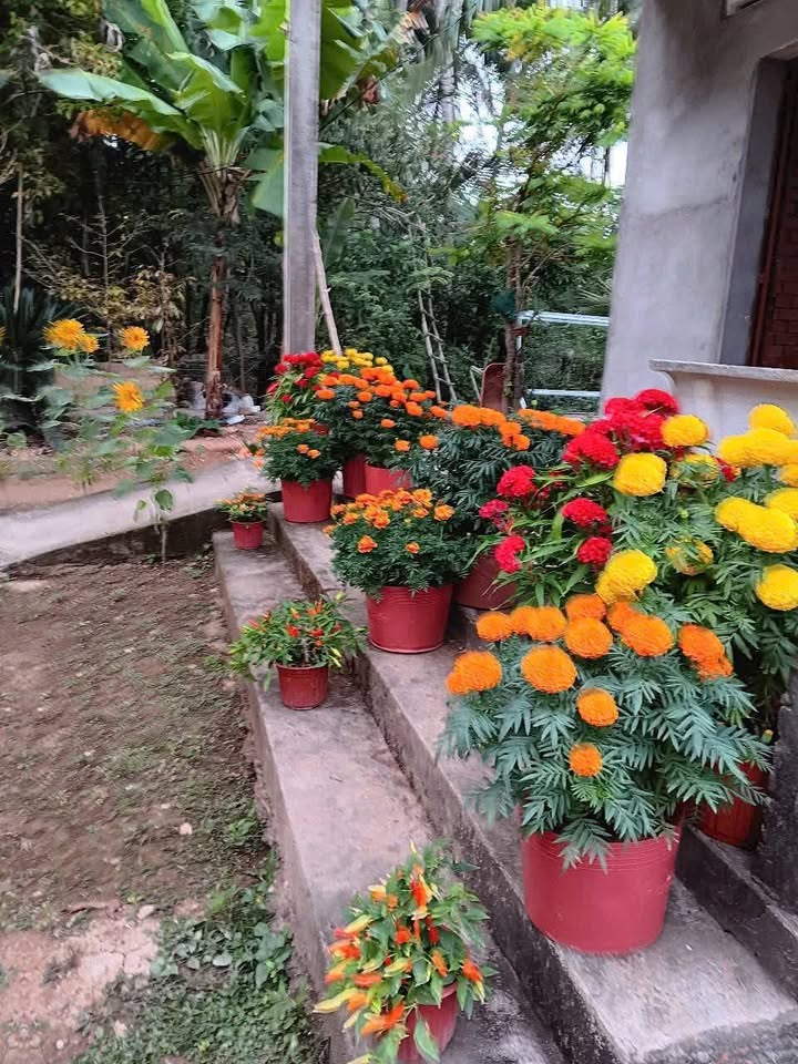 Đất nền Bến Tre 243.5m² giá 700 triệu - Sổ đỏ chính chủ, bớt lộc!