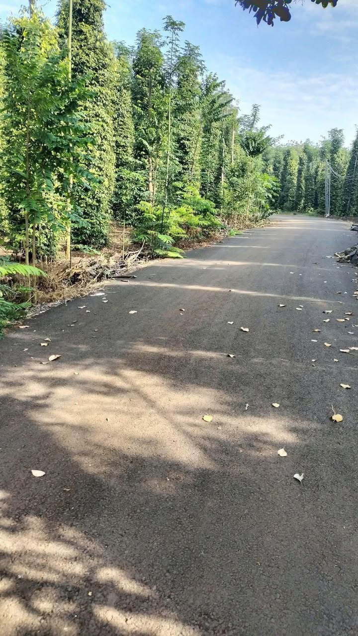 Đất trồng tiêu đẹp 4320m² tại Bàu Lâm, Xuyên Mộc chỉ 550 triệu - Cơ hội đầu tư sinh lời!