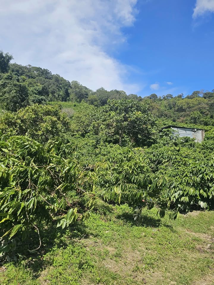 Farm cà phê 1ha tại xã Nam Ka, Đắk Lắk giá 600 triệu - Cơ hội đầu tư hấp dẫn!