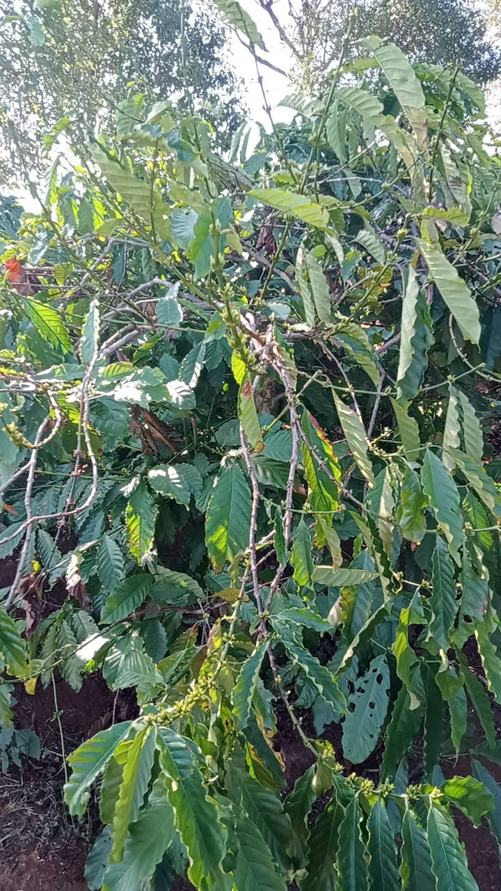 Cho thuê rẫy cà phê 250 cây tại xã Hòa Phú, Chư Păh, Gia Lai - Giá tốt 100 triệu/năm!