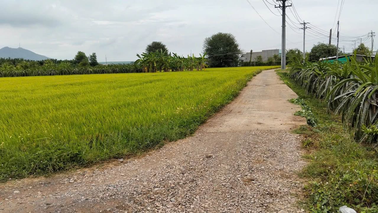 Đất nông nghiệp 2 sào tại Hàm Đức, 800 triệu - Sổ hồng riêng, xe tải vào tận nơi!