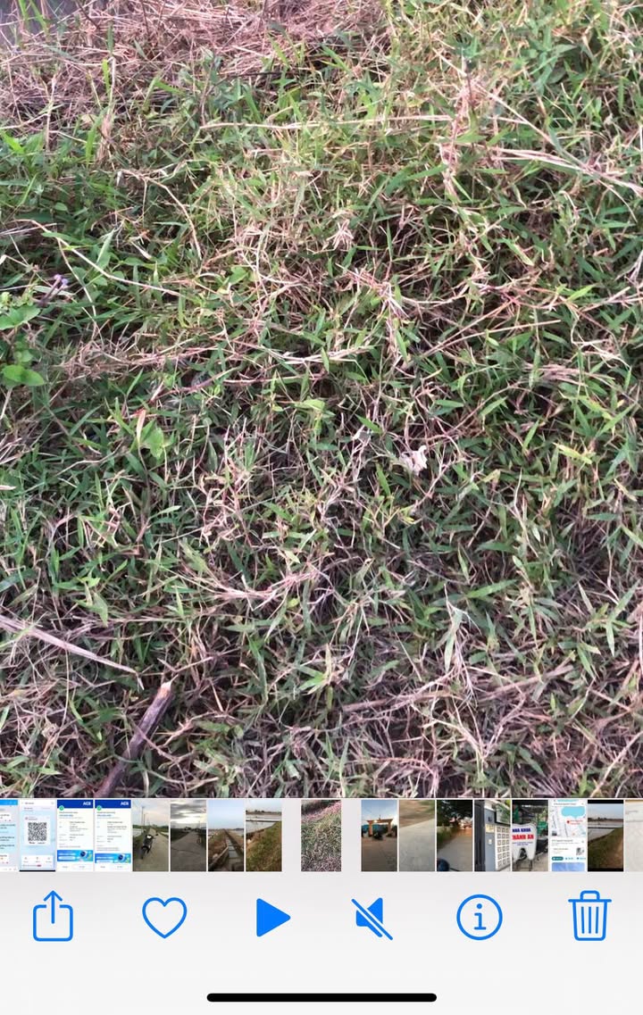 Đất thổ cư thôn Quan Châu, huyện Hòa Vang, Đà Nẵng 393m² giá 700 triệu - Cơ hội đầu tư sinh lời!