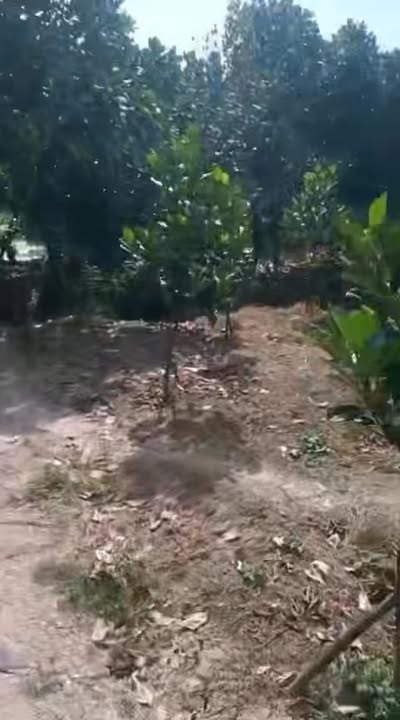 Đất Farm 10 Công Tại Xã Tân Phú, Huyện Thanh Bình - Đang Trồng 1.200 Gốc Mít Thái Đang Cho Trái