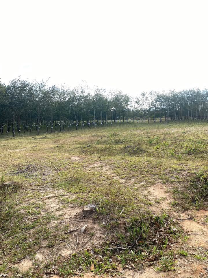 Đất nền xã Hòa Bình, Kon Tum 540m² giá thỏa thuận - Đường ô tô thuận tiện!